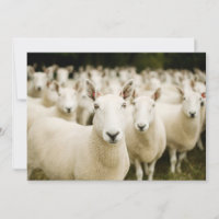 Fermes | Troupeau de moutons