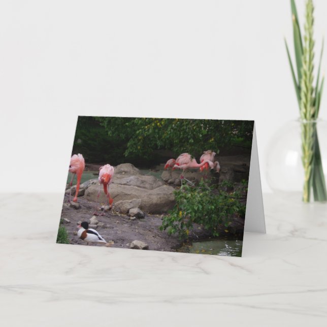 carte de remerciements "Flamants roses et canard" (Devant)