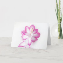 Fleur de cactus de Thanksgiving