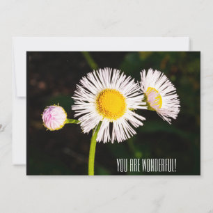 Carte De Remerciements Fleur de puces marguerites. Vous êtes merveilleux 