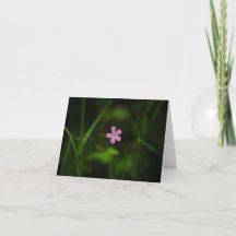 Fleur rose