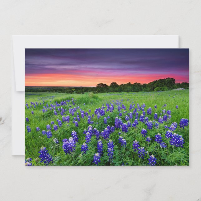 Carte De Remerciements Fleurs | Bluebonnets à Sunset Texas (Devant)