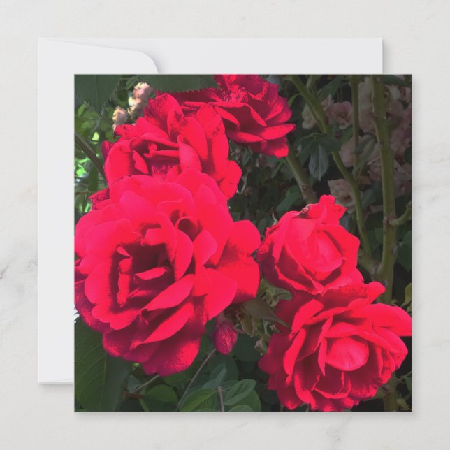 Carte De Remerciements Fleurs de roses rouges (Devant)