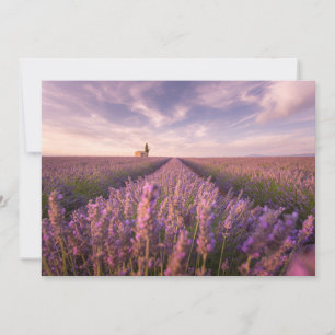 Carte De Remerciements Fleurs   Lavande Sud France