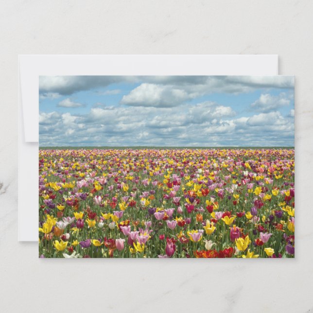 Carte De Remerciements Fleurs | Tulips Willamette Valley Oregon (Devant)