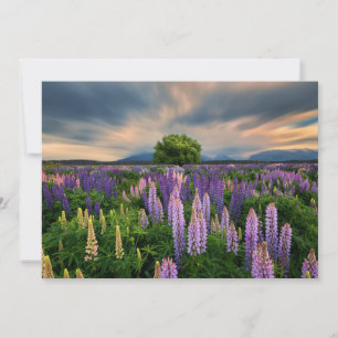 Carte De Remerciements Flowers (homonymie)   Lupine Field à New Zealand