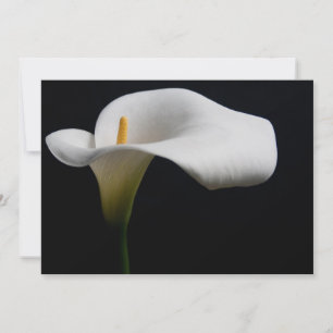 Carte De Remerciements Flowers (homonymie)   White Calla Lily
