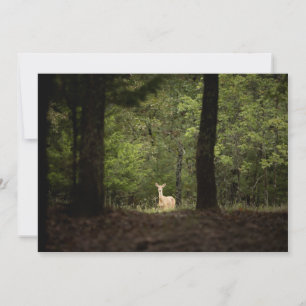 Carte De Remerciements Forest   A White Tailed Deer in the Woods