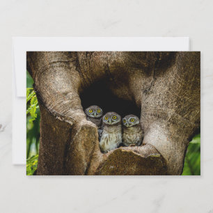 Carte De Remerciements Forests Three Owls Looking