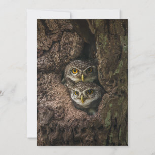 Carte De Remerciements Forests Two Owls Looking