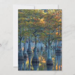 Carte De Remerciements Forêt des Cyprès de Pond
