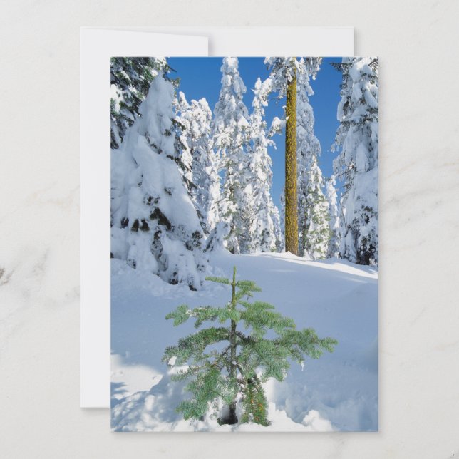 Carte De Remerciements Forêt enneigée en Oregon (Devant)