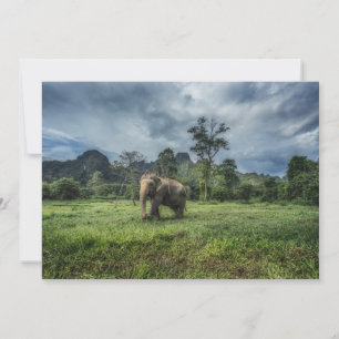 Carte De Remerciements Forêt   Parc national de Kao Sok