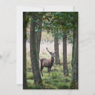 Carte De Remerciements Forêt   Woodlands & Red Deer