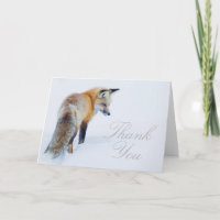 Fox rouge en hiver