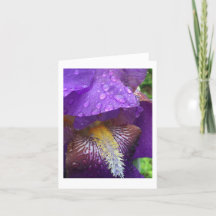 Gladiolus sous la pluie