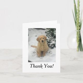 Carte de remerciements - Golden Retriever