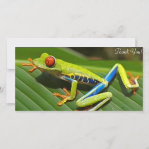 Carte De Remerciements Grenouille d'arbre