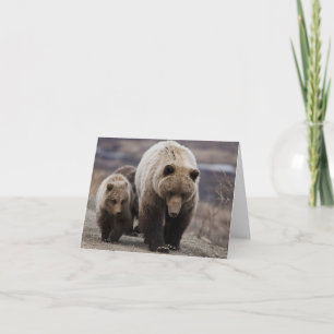 Carte De Remerciements Grizzly Bear, Cubs, Denali National Park, Alaska
