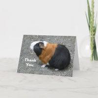 Guinée Pig Photo