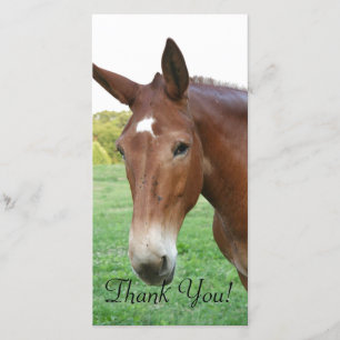 Carte De Remerciements Headshot d'une mule plutôt de raffinage