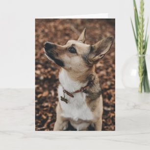 Carte De Remerciements Heureuse Sainte-Valentin   Visage de chien   Ajout