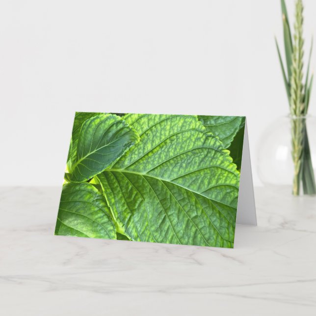 Carte De Remerciements Hydrangea Leaves Close-Up Blank Note Card (Devant)