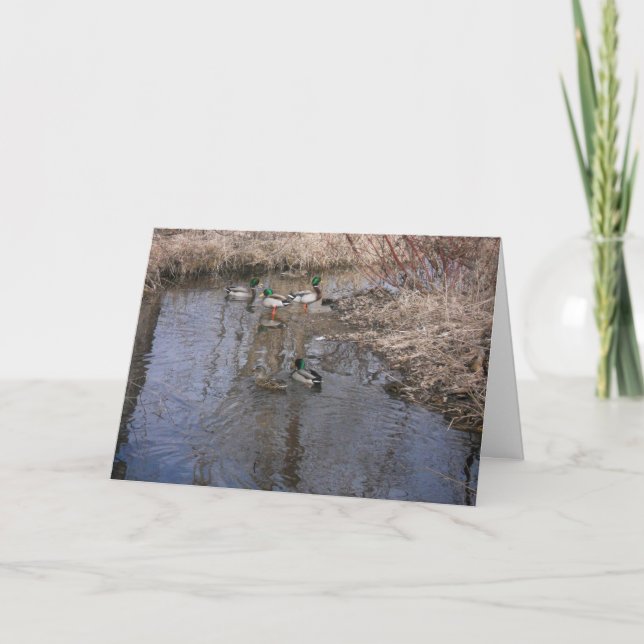 carte de remerciements "Hyland Lake Ducks #2" (Devant)