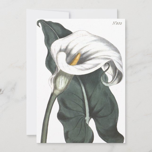 Carte De Remerciements Illustration botanique de Calla Lily (Devant)