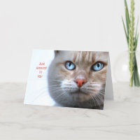 Je voulais juste dire (visage de chat)