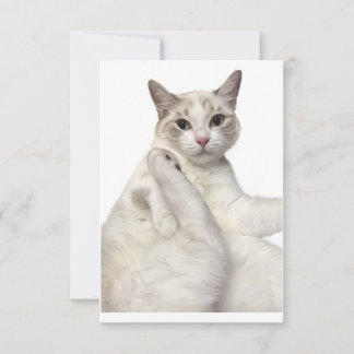 Carte De Remerciements Joli Chat Blanc qui Nettoie sa Patte Amusant pour
