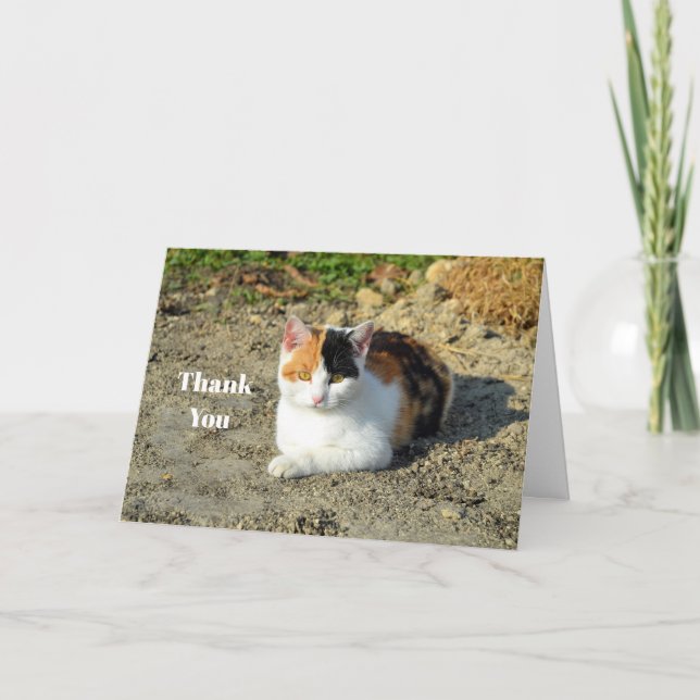 Carte De Remerciements Jolie photo de chat Calico (Devant)