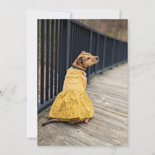Carte De Remerciements Joyeux Gotcha Day Robe chic Photo Dog Card