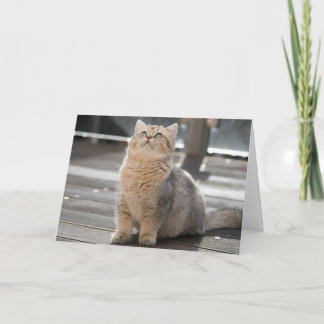 Carte De Remerciements Kitten