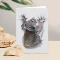 Koala Hang Sur Le Dos Cute Ours Australie Animal
