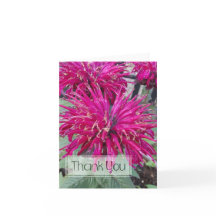 Lady Razzberry Bee Balm Fleur Rose Chaud