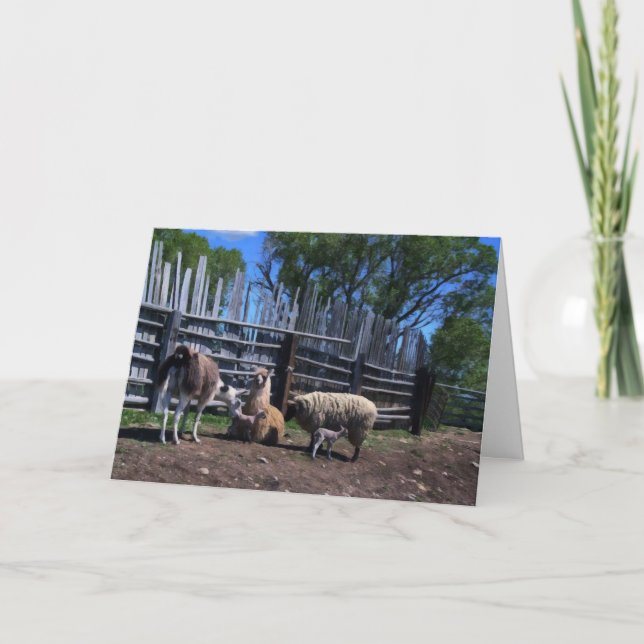 Carte De Remerciements Lamas et agneaux (Devant)