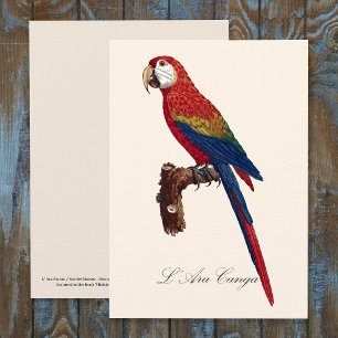 Carte De Remerciements L'Ara Macao / Scarlet Macaw