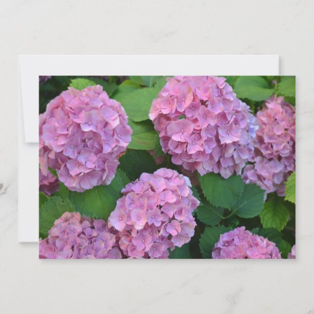 Carte De Remerciements Le buisson d'hortensia rose (Devant)