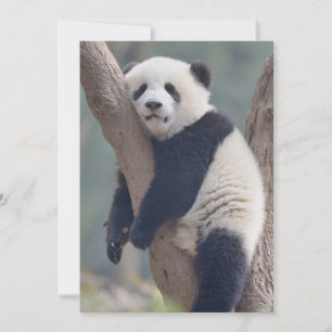 Carte De Remerciements Les bébés animaux les plus mignons   Bébé ours pan