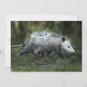 Carte De Remerciements Les bébés animaux les plus mignons Maman opossum