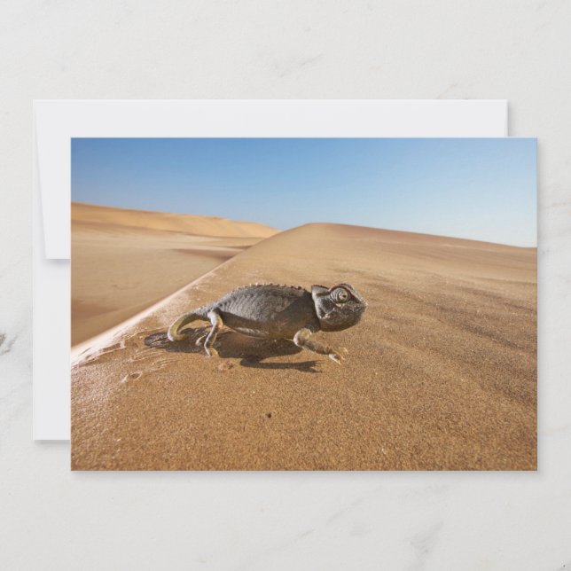 Carte De Remerciements Les déserts | Namaqua Chameleon dans le désert (Devant)