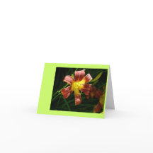 Lily