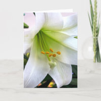 Lily de trompette blanche