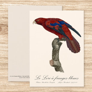 Carte De Remerciements Lori à queue brune, Trichoglossus borneus