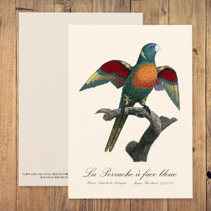 Carte De Remerciements Loriquet à tête bleue, Trichoglossus haematodus
