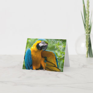 Carte De Remerciements Macaw Thank You Notecards