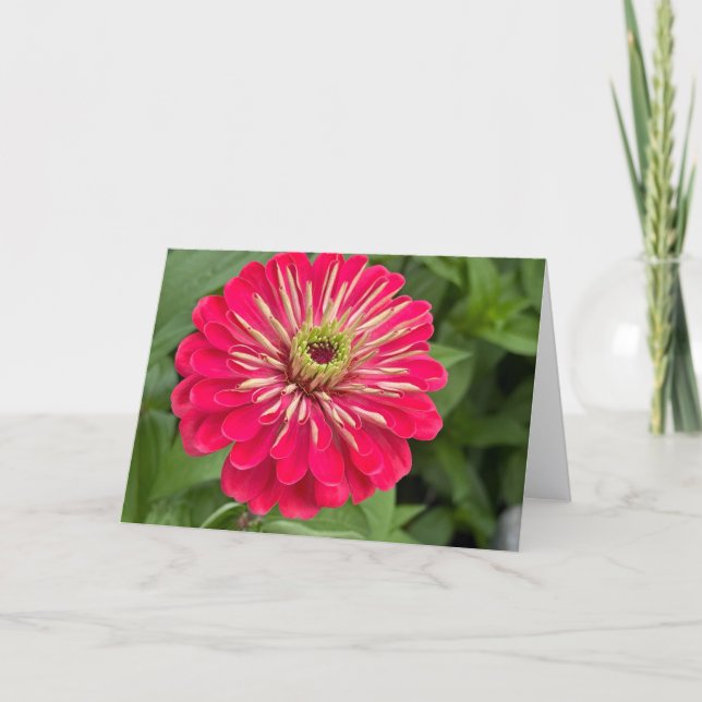 Carte De Remerciements Magenta Zinnia Blank Note Card (Devant)
