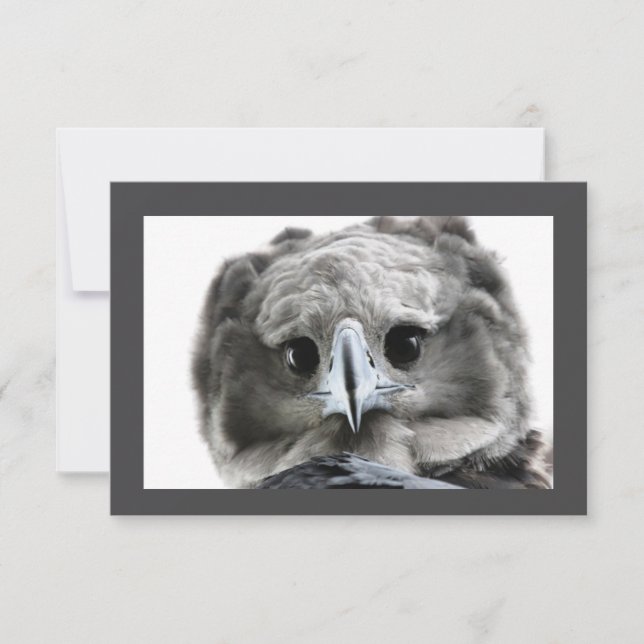 Carte De Remerciements "Magnifique Aigle Harpy" (Devant)