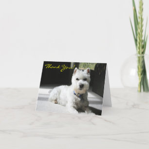 Carte De Remerciements Merci, Blanc, Mini Schnauzer